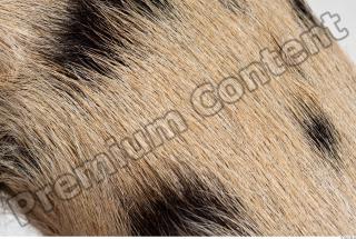 Pig fur photo reference 0001